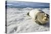 Bearded Seal, Svalbard, Norway-Paul Souders-Stretched Canvas