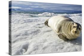 Bearded Seal, Svalbard, Norway-Paul Souders-Stretched Canvas