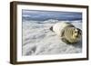 Bearded Seal, Svalbard, Norway-Paul Souders-Framed Photographic Print