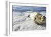 Bearded Seal, Svalbard, Norway-Paul Souders-Framed Photographic Print