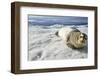 Bearded Seal, Svalbard, Norway-Paul Souders-Framed Photographic Print