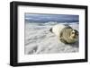 Bearded Seal, Svalbard, Norway-Paul Souders-Framed Photographic Print