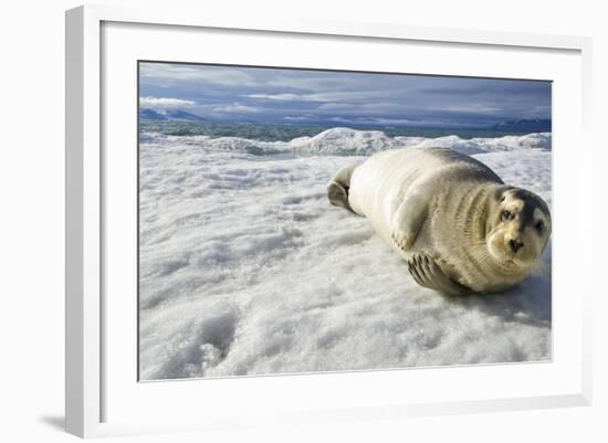 Bearded Seal, Svalbard, Norway-Paul Souders-Framed Photographic Print