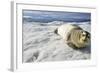 Bearded Seal, Svalbard, Norway-Paul Souders-Framed Photographic Print