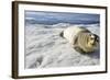 Bearded Seal, Svalbard, Norway-Paul Souders-Framed Photographic Print