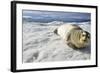 Bearded Seal, Svalbard, Norway-Paul Souders-Framed Photographic Print