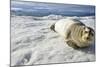 Bearded Seal, Svalbard, Norway-Paul Souders-Mounted Photographic Print