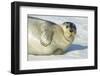 Bearded Seal, Svalbard, Norway-Paul Souders-Framed Photographic Print