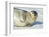 Bearded Seal, Svalbard, Norway-Paul Souders-Framed Photographic Print