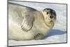 Bearded Seal, Svalbard, Norway-Paul Souders-Mounted Photographic Print