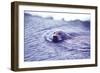 Bearded Seal-Captain Budd Christman-Framed Art Print