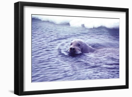 Bearded Seal-Captain Budd Christman-Framed Art Print