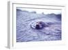 Bearded Seal-Captain Budd Christman-Framed Art Print