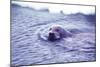 Bearded Seal-Captain Budd Christman-Mounted Art Print