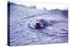 Bearded Seal-Captain Budd Christman-Stretched Canvas