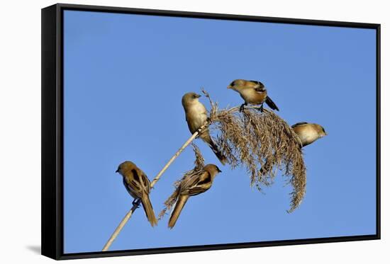 Bearded tit, five perched on Reed. Danube Delta, Romania, May-Loic Poidevin-Framed Stretched Canvas