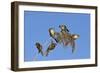 Bearded tit, five perched on Reed. Danube Delta, Romania, May-Loic Poidevin-Framed Photographic Print