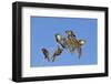 Bearded tit, five perched on Reed. Danube Delta, Romania, May-Loic Poidevin-Framed Photographic Print