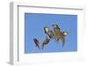 Bearded tit, five perched on Reed. Danube Delta, Romania, May-Loic Poidevin-Framed Photographic Print