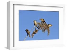 Bearded tit, five perched on Reed. Danube Delta, Romania, May-Loic Poidevin-Framed Photographic Print