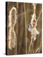 Bearded Tit - Parrotbill (Panurus Biarmicus) Male Perched on Bullrush (Typha Latifolia) London, UK-Andrew Parkinson-Stretched Canvas
