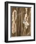 Bearded Tit - Parrotbill (Panurus Biarmicus) Male Perched on Bullrush (Typha Latifolia) London, UK-Andrew Parkinson-Framed Photographic Print