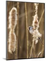 Bearded Tit - Parrotbill (Panurus Biarmicus) Male Perched on Bullrush (Typha Latifolia) London, UK-Andrew Parkinson-Mounted Photographic Print