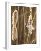 Bearded Tit - Parrotbill (Panurus Biarmicus) Male Perched on Bullrush (Typha Latifolia) London, UK-Andrew Parkinson-Framed Photographic Print