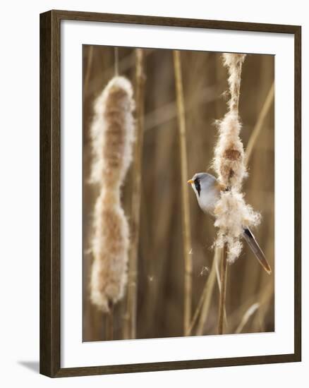 Bearded Tit - Parrotbill (Panurus Biarmicus) Male Perched on Bullrush (Typha Latifolia) London, UK-Andrew Parkinson-Framed Photographic Print