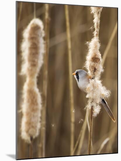 Bearded Tit - Parrotbill (Panurus Biarmicus) Male Perched on Bullrush (Typha Latifolia) London, UK-Andrew Parkinson-Mounted Photographic Print