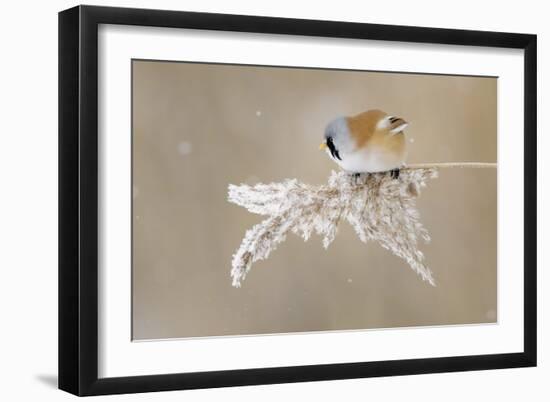 Bearded Tit-Jonas Kazlauskas-Framed Giclee Print