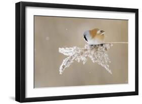 Bearded Tit-Jonas Kazlauskas-Framed Giclee Print