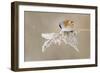 Bearded Tit-Jonas Kazlauskas-Framed Giclee Print