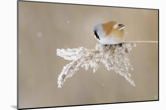 Bearded Tit-Jonas Kazlauskas-Mounted Giclee Print