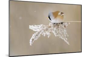 Bearded Tit-Jonas Kazlauskas-Mounted Giclee Print