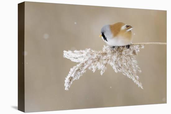 Bearded Tit-Jonas Kazlauskas-Stretched Canvas