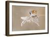 Bearded Tit-Jonas Kazlauskas-Framed Photographic Print