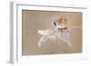 Bearded Tit-Jonas Kazlauskas-Framed Photographic Print