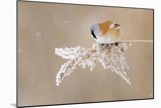 Bearded Tit-Jonas Kazlauskas-Mounted Photographic Print