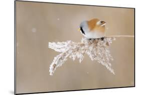 Bearded Tit-Jonas Kazlauskas-Mounted Photographic Print