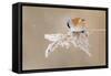 Bearded Tit-Jonas Kazlauskas-Framed Stretched Canvas