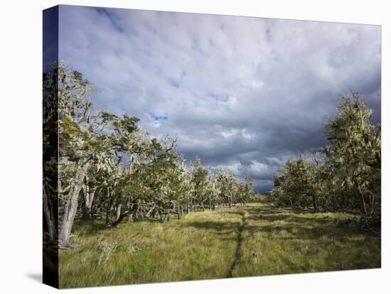Bearded Trees, Tierra Del Fuego, Argentina-Peter Groenendijk-Stretched Canvas