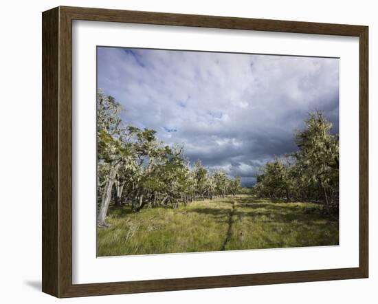 Bearded Trees, Tierra Del Fuego, Argentina-Peter Groenendijk-Framed Photographic Print