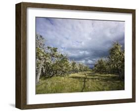 Bearded Trees, Tierra Del Fuego, Argentina-Peter Groenendijk-Framed Photographic Print