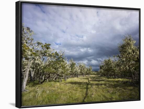 Bearded Trees, Tierra Del Fuego, Argentina-Peter Groenendijk-Framed Photographic Print