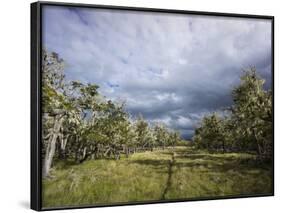 Bearded Trees, Tierra Del Fuego, Argentina-Peter Groenendijk-Framed Photographic Print