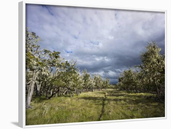 Bearded Trees, Tierra Del Fuego, Argentina-Peter Groenendijk-Framed Photographic Print