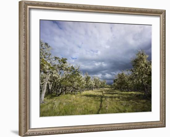 Bearded Trees, Tierra Del Fuego, Argentina-Peter Groenendijk-Framed Photographic Print