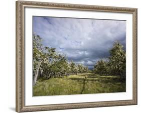 Bearded Trees, Tierra Del Fuego, Argentina-Peter Groenendijk-Framed Photographic Print