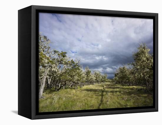 Bearded Trees, Tierra Del Fuego, Argentina-Peter Groenendijk-Framed Stretched Canvas